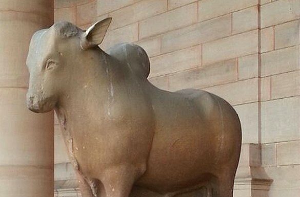 Rampurva, Champaran Rampurva bull in Rastrapati Bhavan